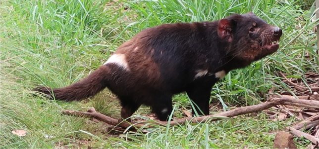 Saving the Tasmanian Devil