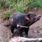 Saving the Tasmanian Devil